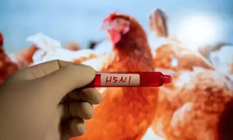 Virus devastates poultry farms in Andhra Pradesh and Telangana, causing mass chicken deaths and market drop.