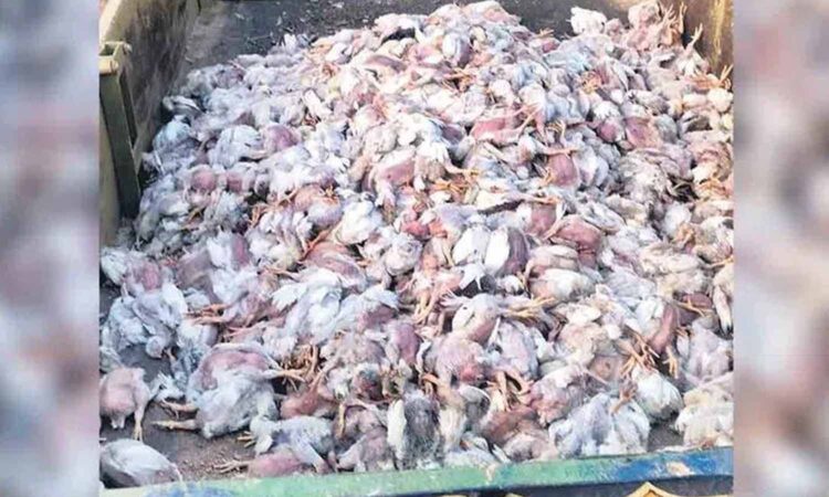 Nizamabad poultry deaths