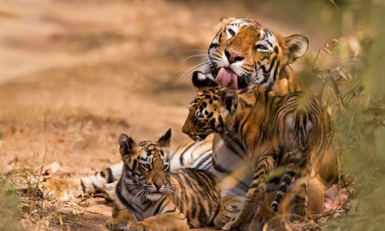 Tiger population in Nallamala Forest crosses 80, leading to sightings near villages in Palnadu district.