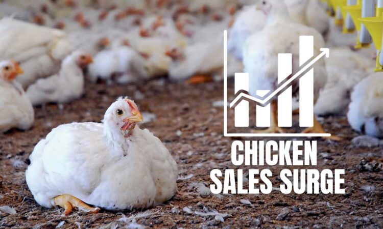 Chicken Sales Surge
