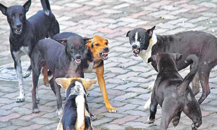 Stray Dog Attacks Armoor
