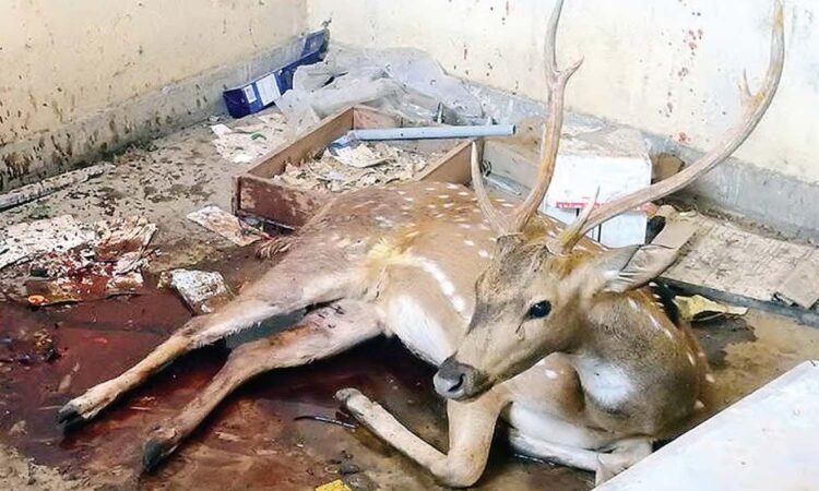 Deer injured HCU campus