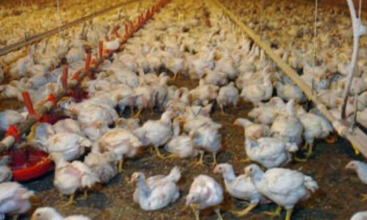 Bird flu outbreak in Hyderabad
