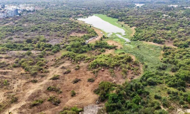 Telangana High Court halts tree felling