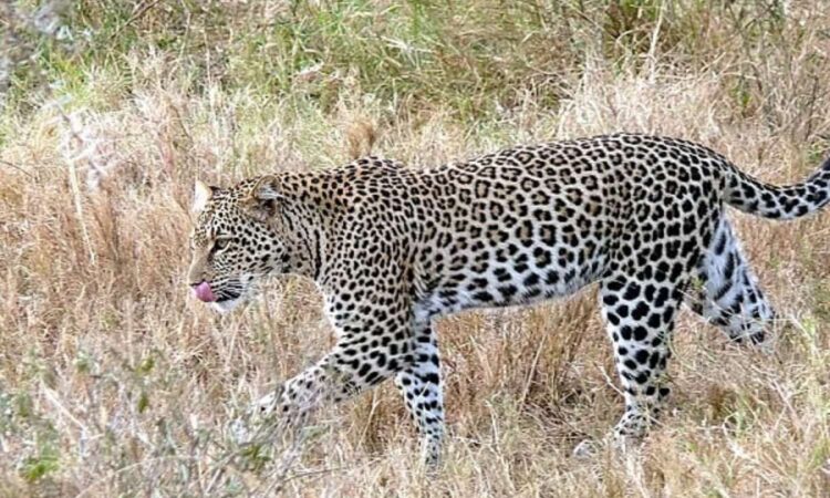 Tirumala leopard