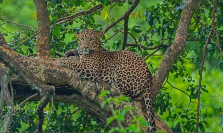 leopard sighting