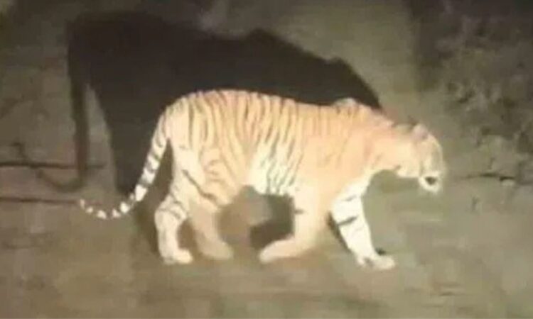 Tiger sightings