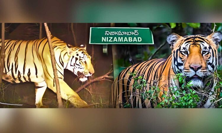 tiger movement