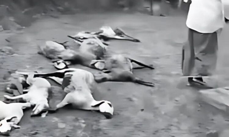 100 sheep killed