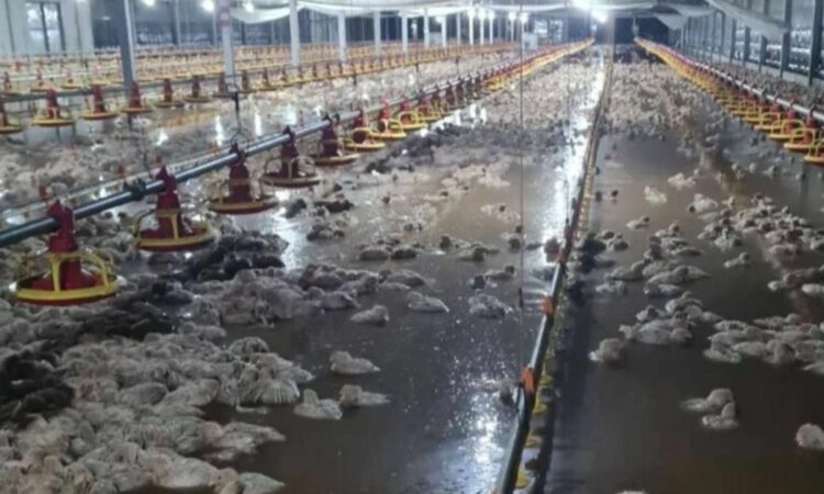 Medak poultry farm floods