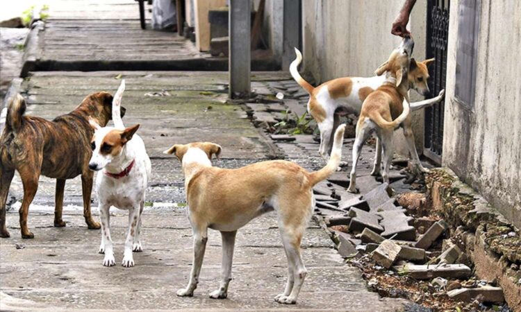 Medak stray dog attack