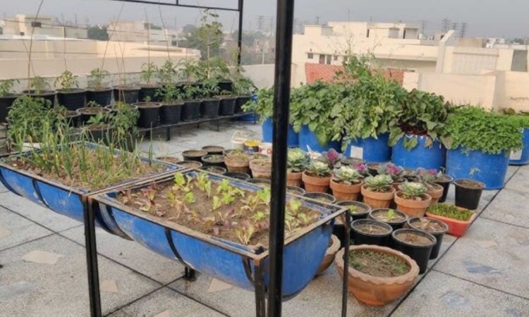 Urban Farming Training