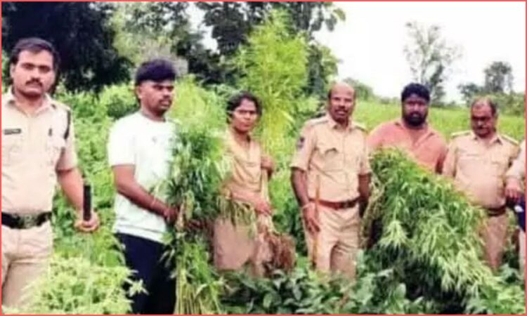 Ganja Cultivation in Nizamabad
