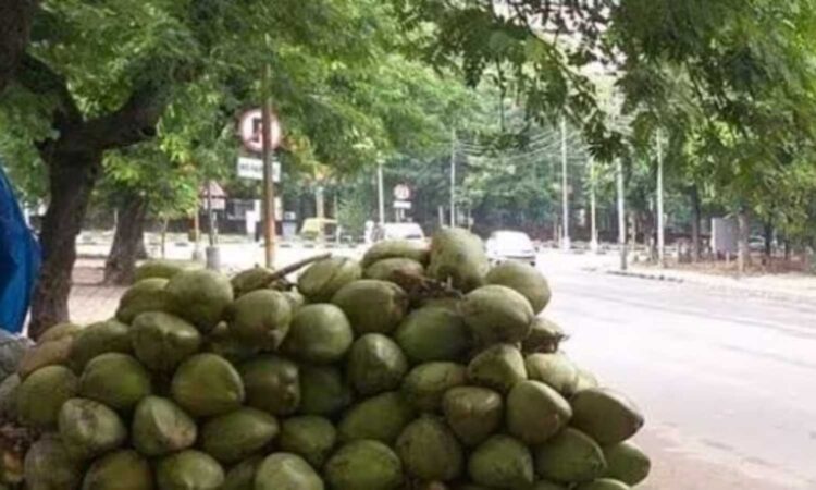 coconut theft