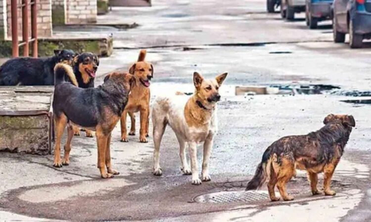 Dogs attack Telangana model school girl