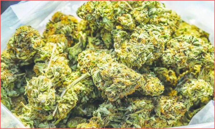Kacheguda Ganja Seizure