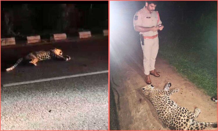 Leopard was Killed