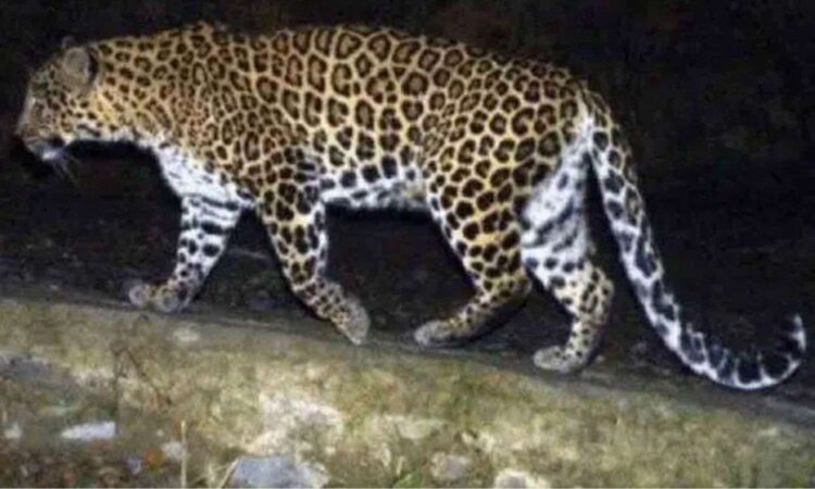 Leopard Kills Calf Sangareddy