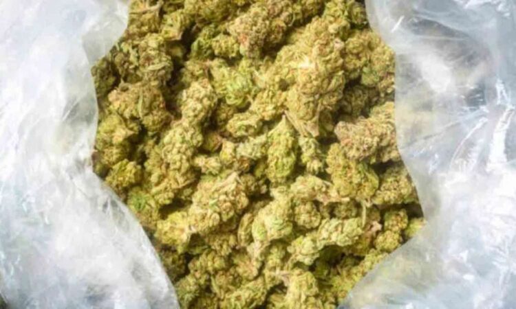 Hyderabad cannabis seizure