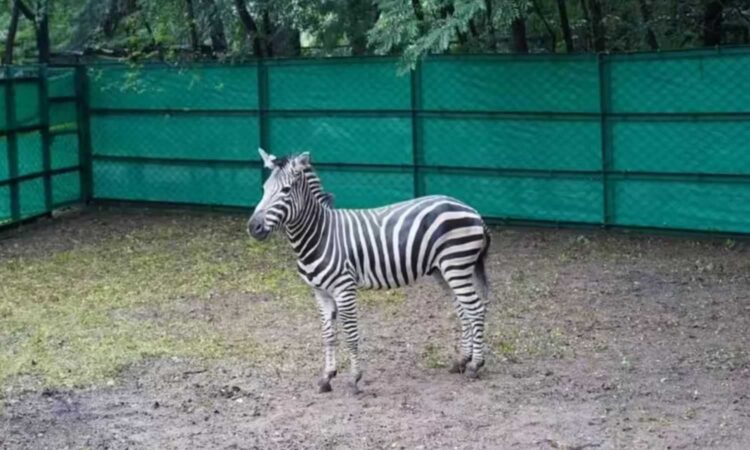 Hyderabad Zoo
