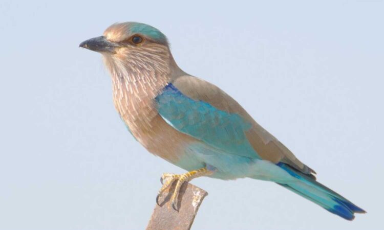 Indian Roller Birds